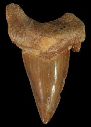 Otodus Shark Tooth Fossil - Eocene #67218